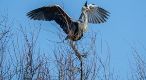 a bird flying in the sky