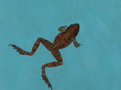 a close up of a reptile